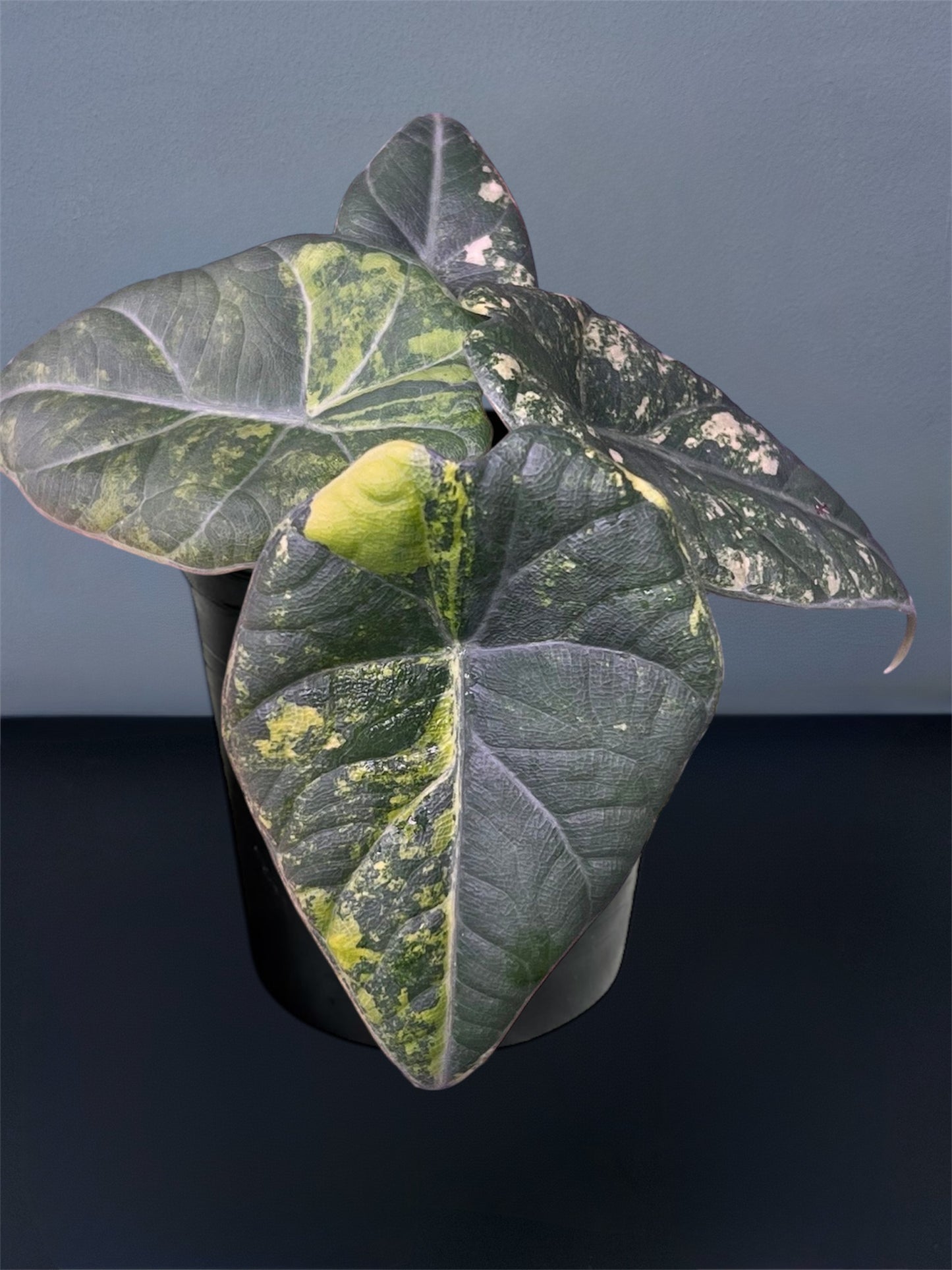 Alocasia Maharani Light Lime Variegated
