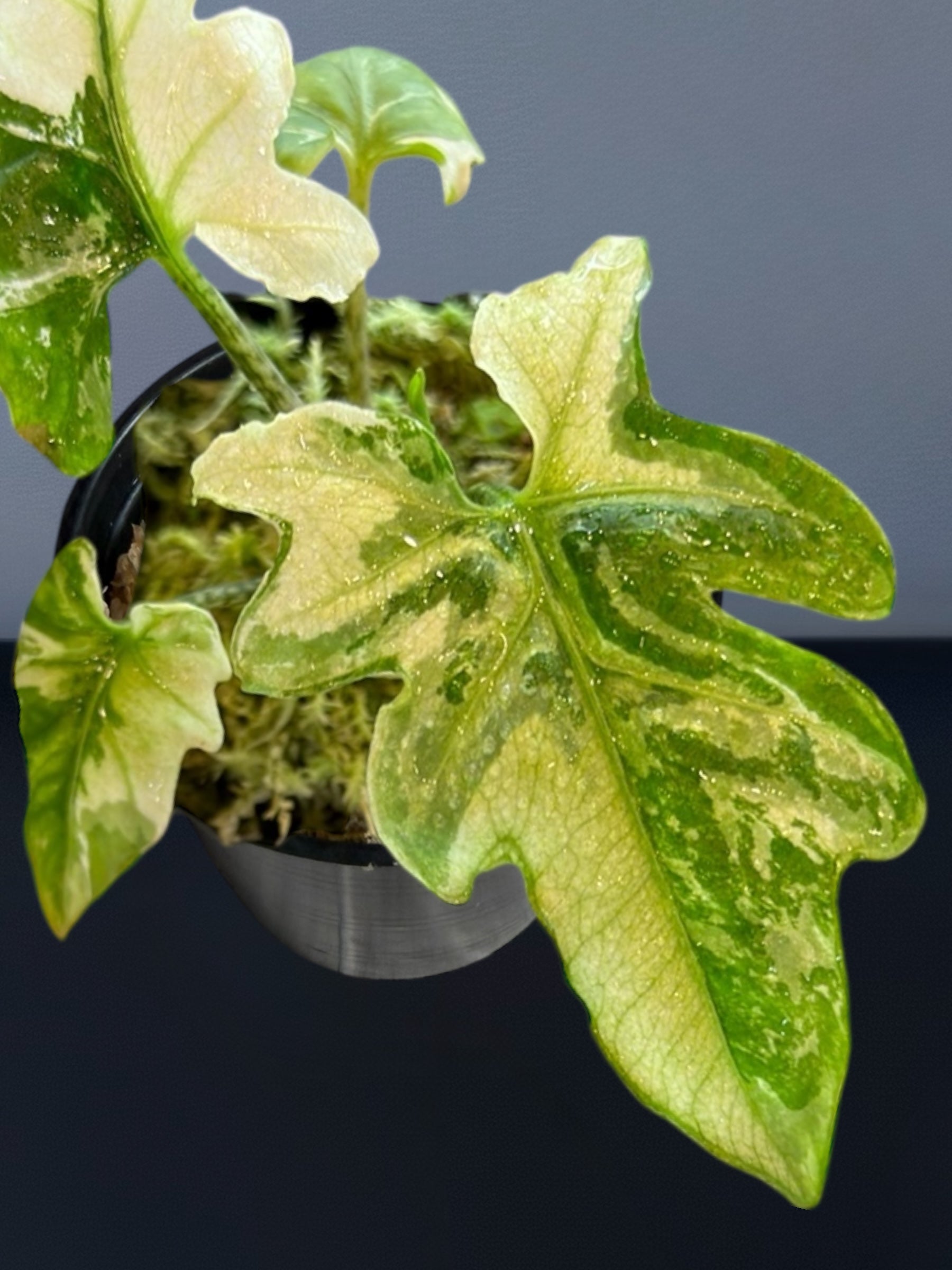 Alocasia Brancifolia Albo Variegated – Siamplantes