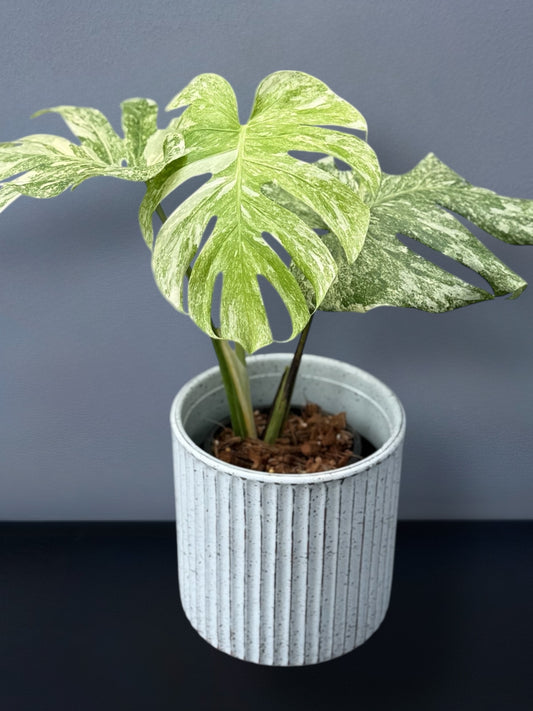 Monstera Deliciosa Legacy