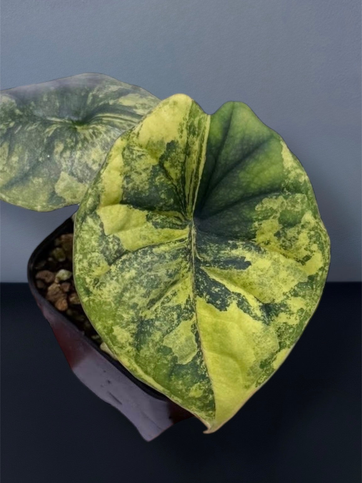 Alocasia Nebula Aurea Variegated