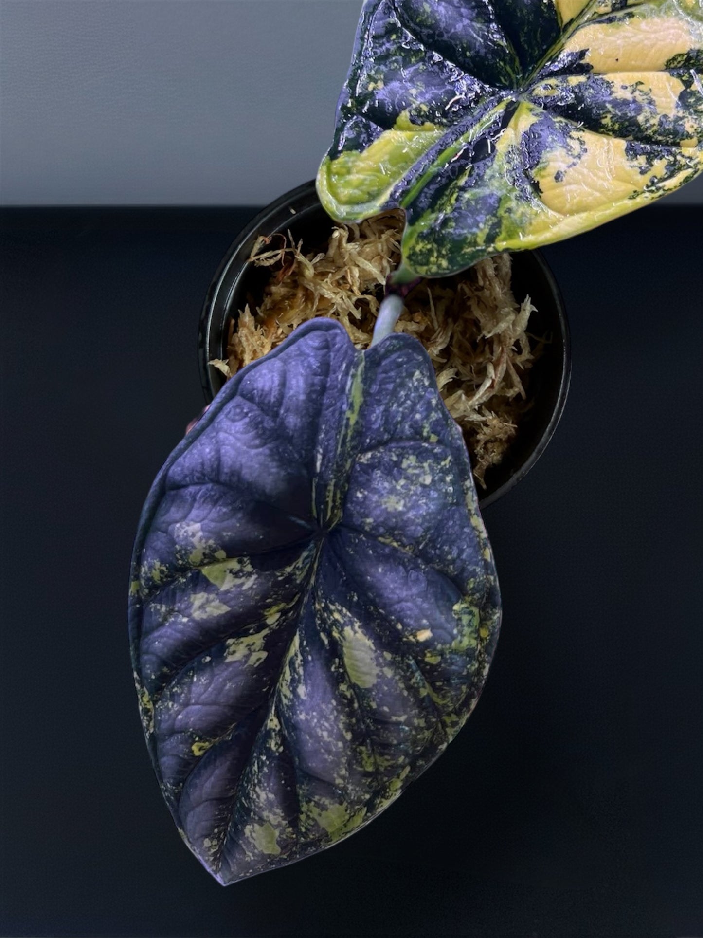 Alocasia Dragon Scale Aurea Variegated