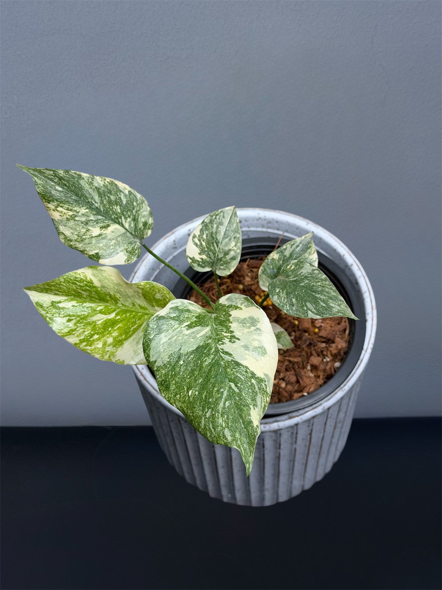 Monstera Thai Constellation Creme Brulee