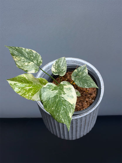 Monstera Thai Constellation Creme Brulee