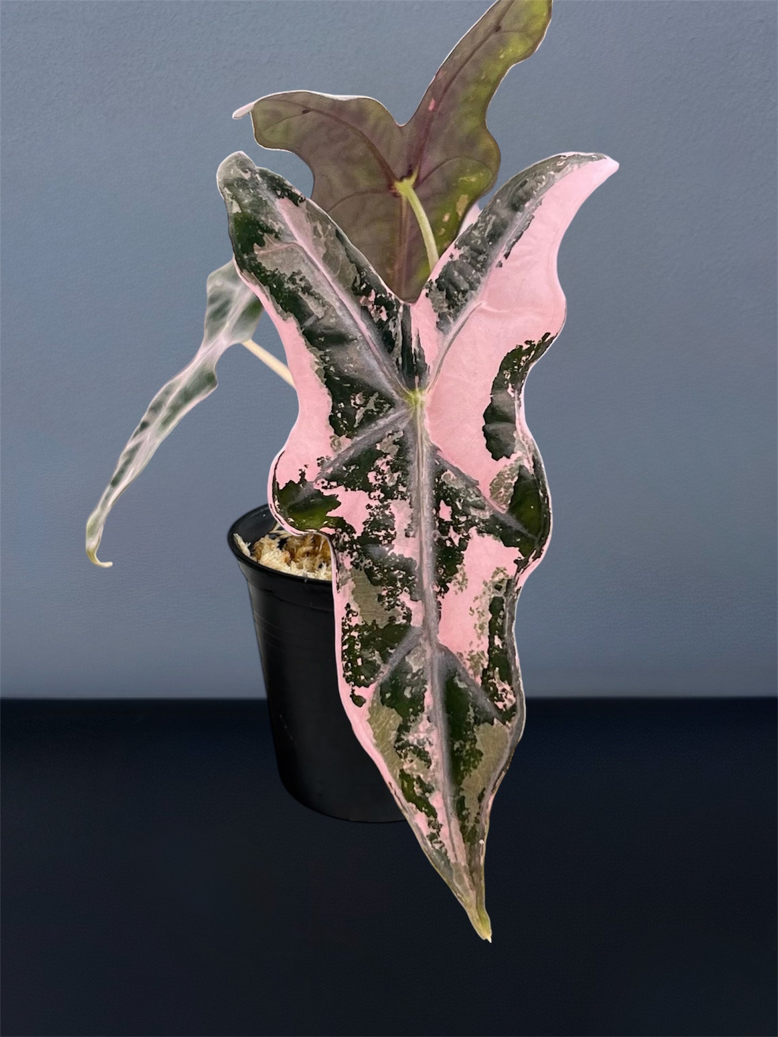 Alocasia Nobilis Pink K Version Variegated – Siamplantes