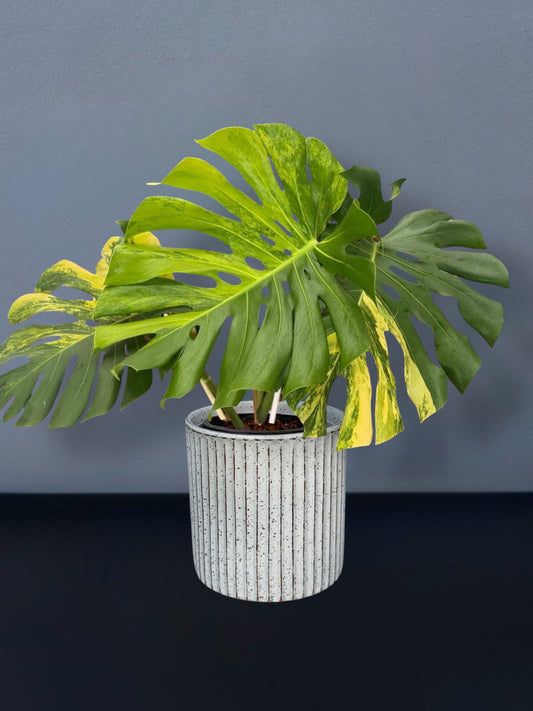 Monstera Yellow Marilyn Variegated