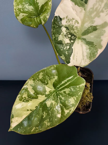Alocasia Sinuata Albo Variegated