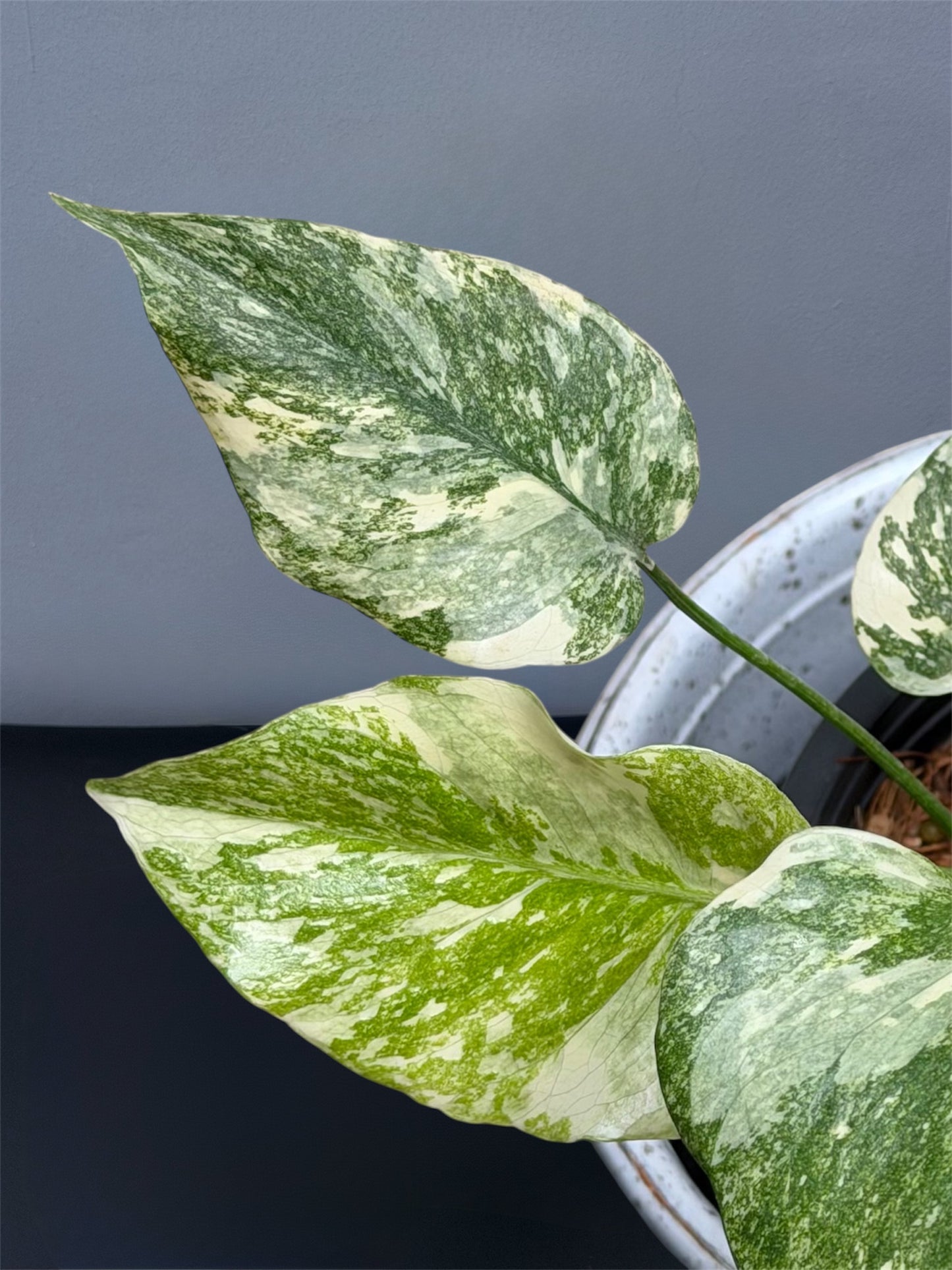 Monstera Thai Constellation Creme Brulee