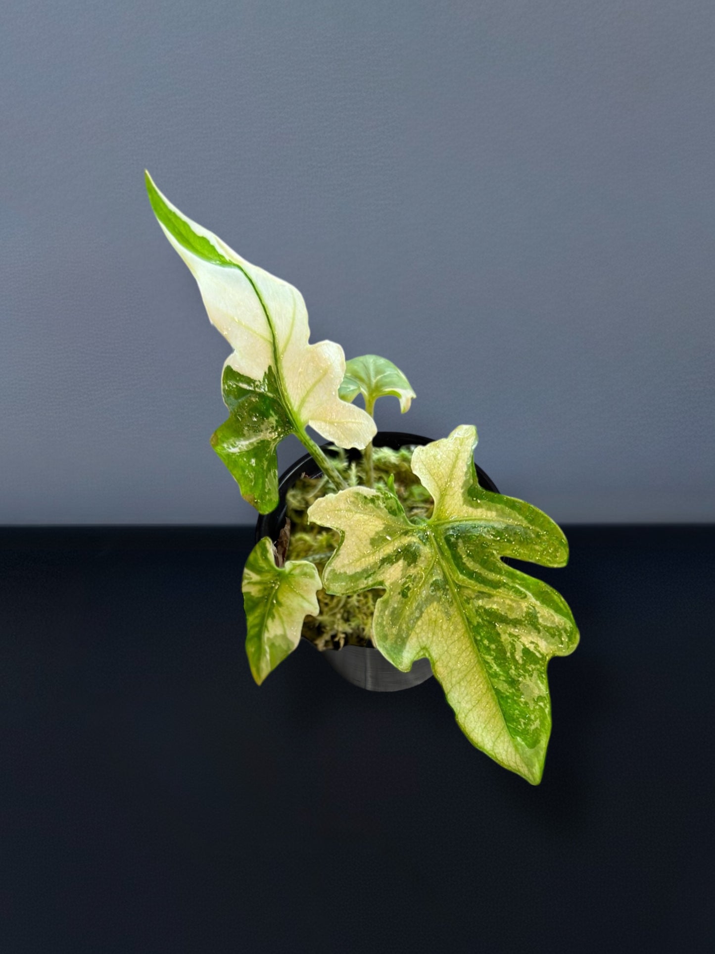 Alocasia Brancifolia Albo Variegated