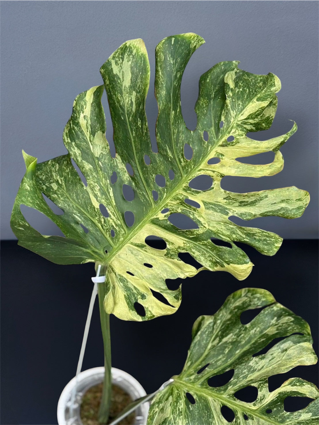 Monstera Deliciosa Ocean Mint Variegated