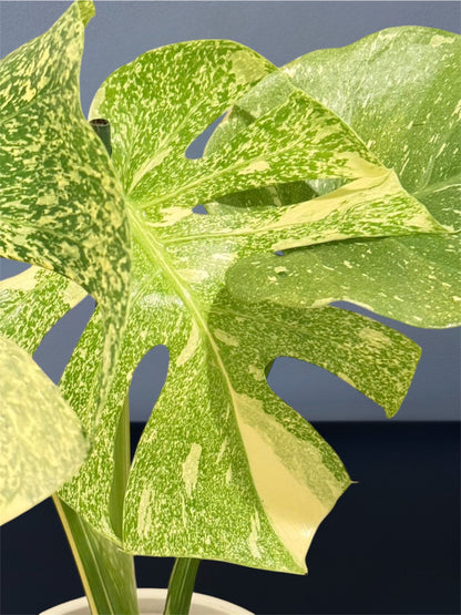 Monstera Starlight Variegated