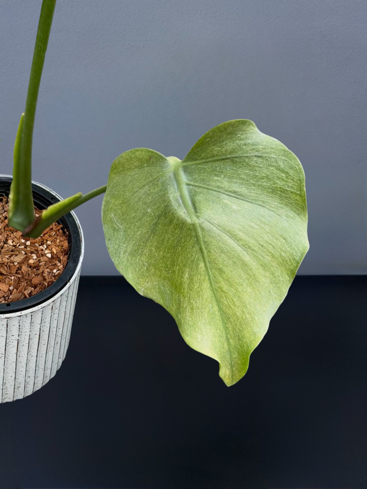 Monstera Deliciosa Jade Goblin Octopus Variegated