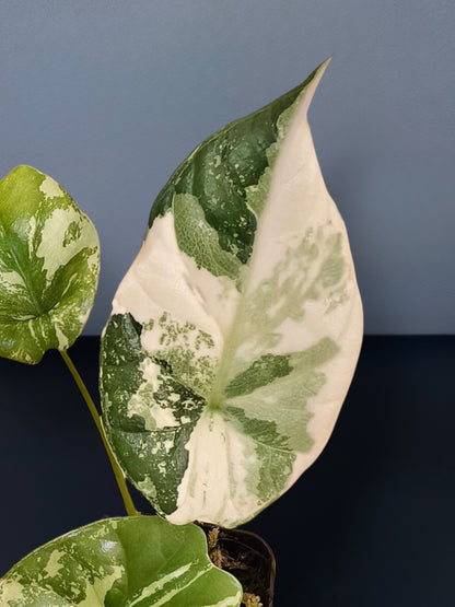 Alocasia Sinuata Albo Variegated