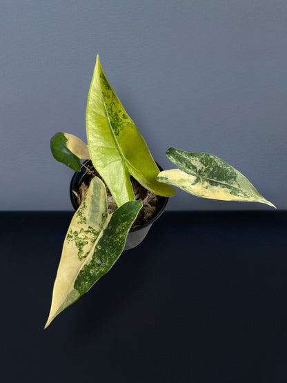 Alocasia Zebrina Aurea Variegated