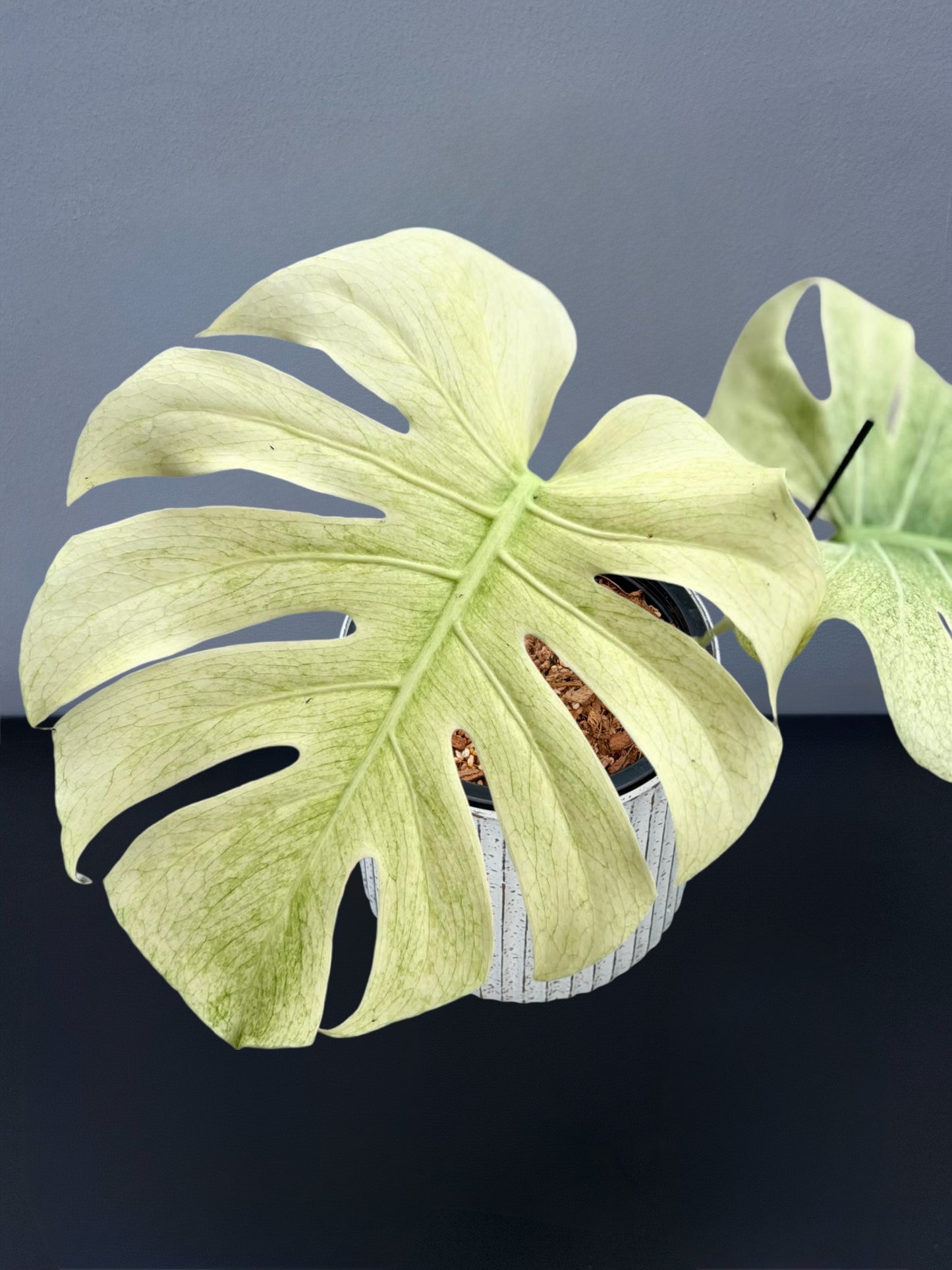 Monstera Sphinx Mint Variegated