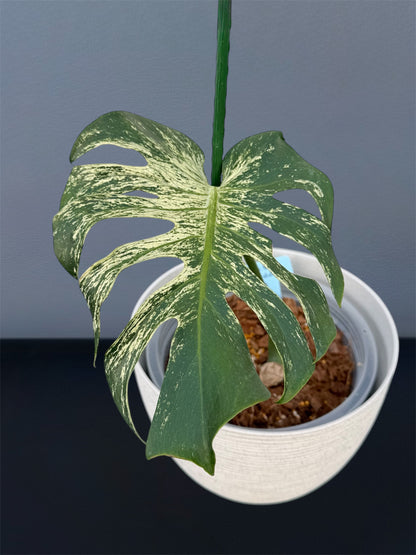 Monstera Devil Monster - Node cutting (1 Leaf)