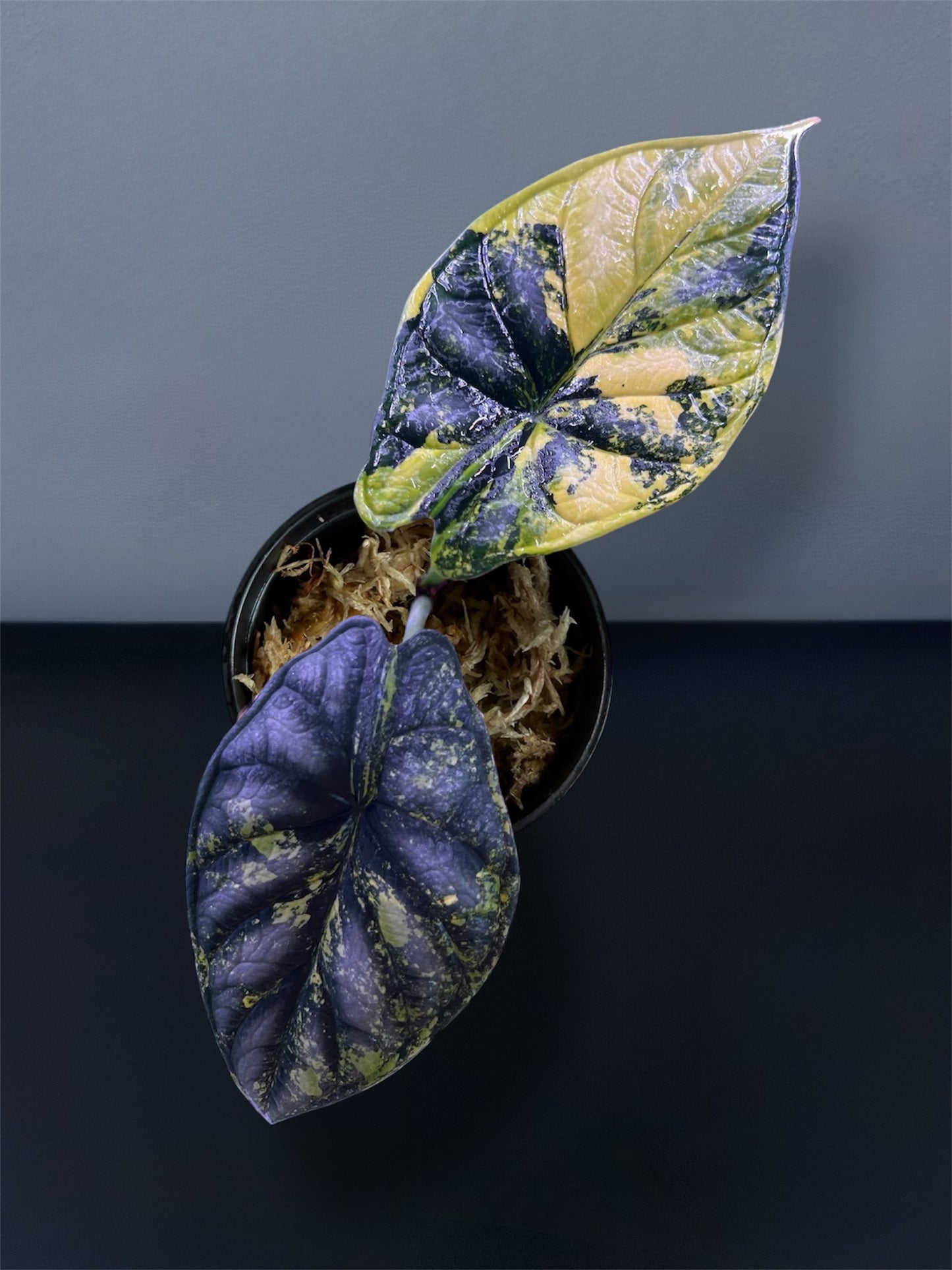 Alocasia Dragon Scale Aurea Variegated