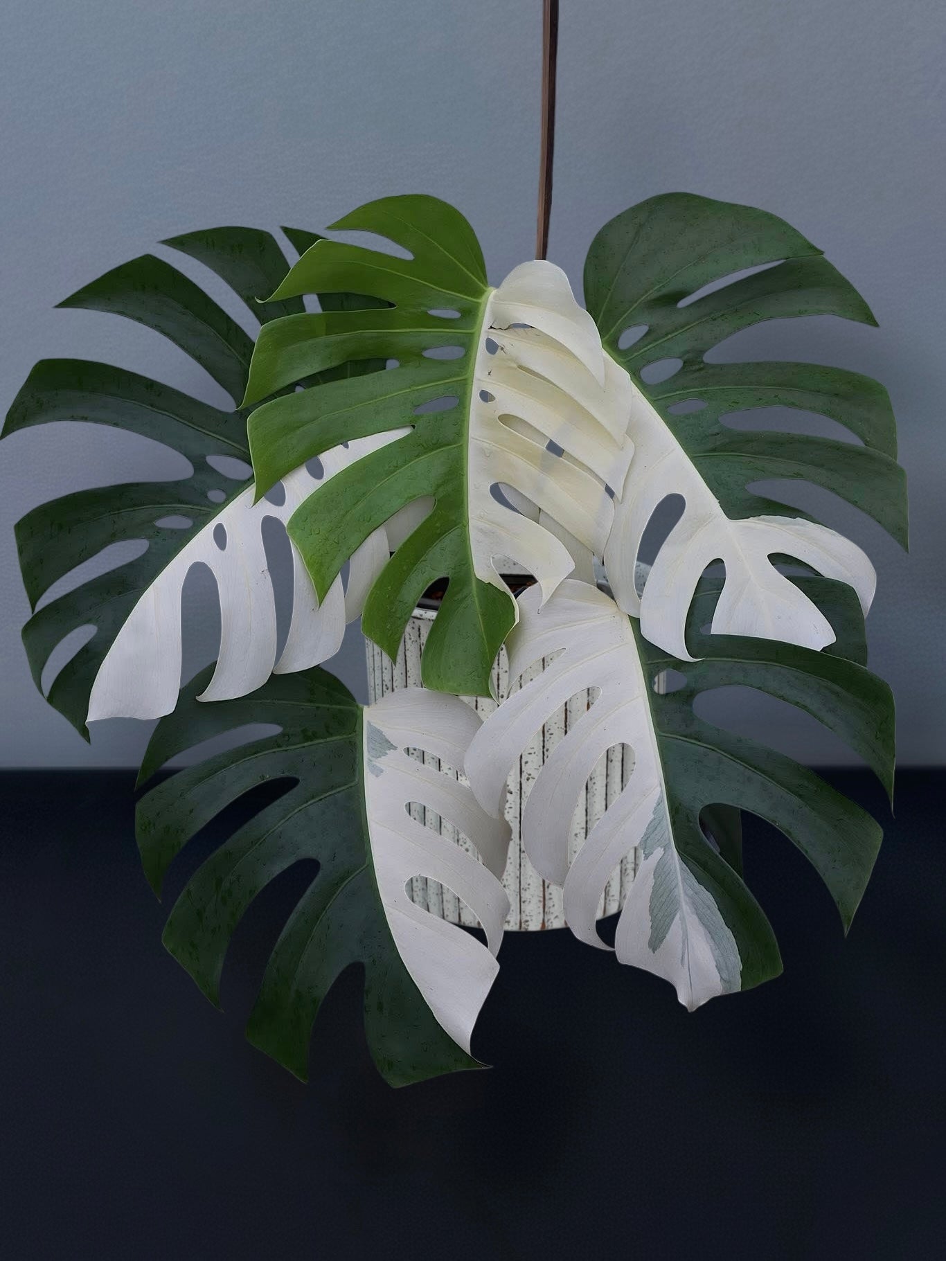 Monstera Albo Half Moon Variegated