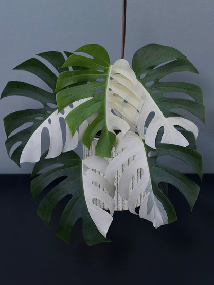 Monstera Albo Half Moon Variegated