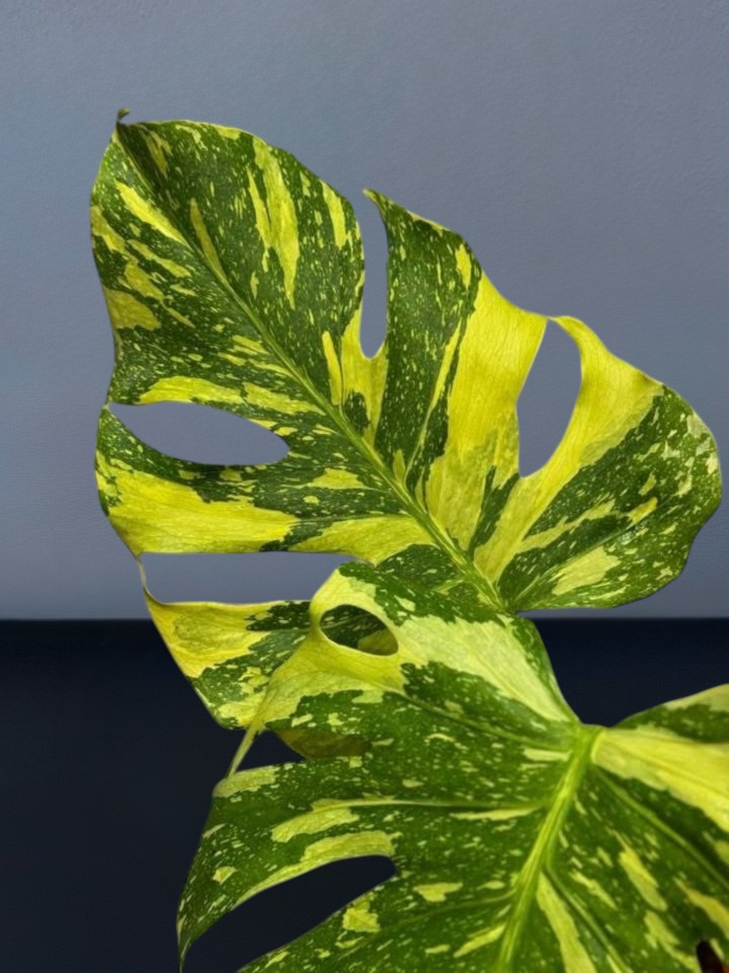 Monstera Electro Light Variegated