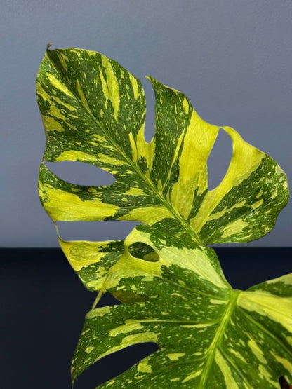 Monstera Electro Light Variegated