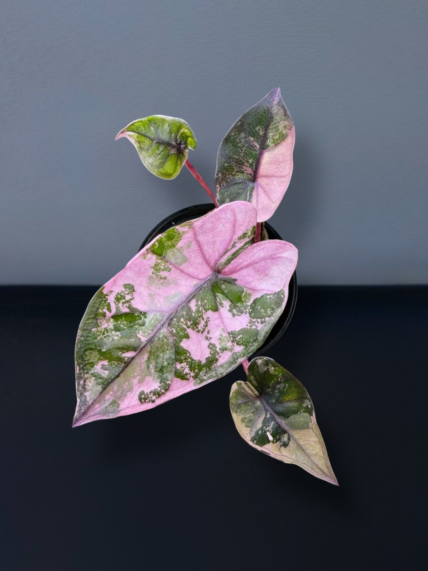 Alocasia Plumbea Nigra Pink Variegated