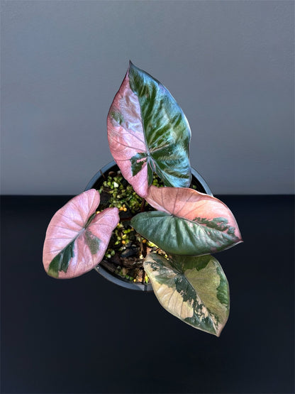Alocasia Serendipity Pink Variegated