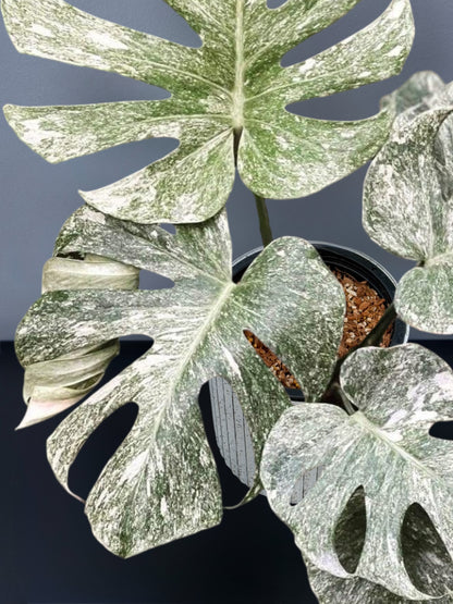 Monstera Deliciosa White Monster Variegated