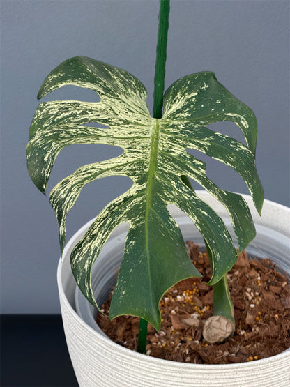 Monstera Devil Monster - Node cutting (1 Leaf)