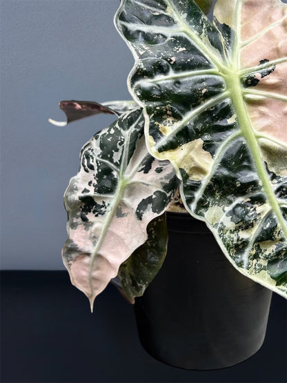 Alocasia Polly Pink Variegated