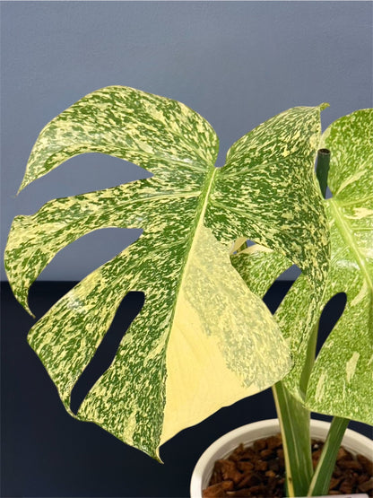Monstera Starlight Variegated