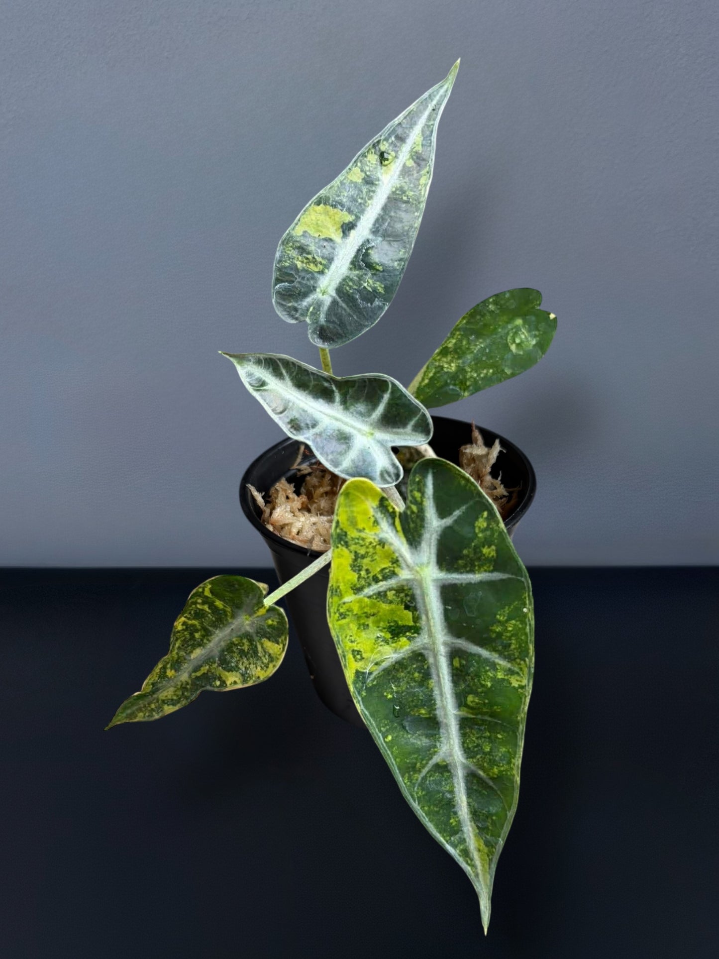 Alocasia Bambino Aurea Variegated