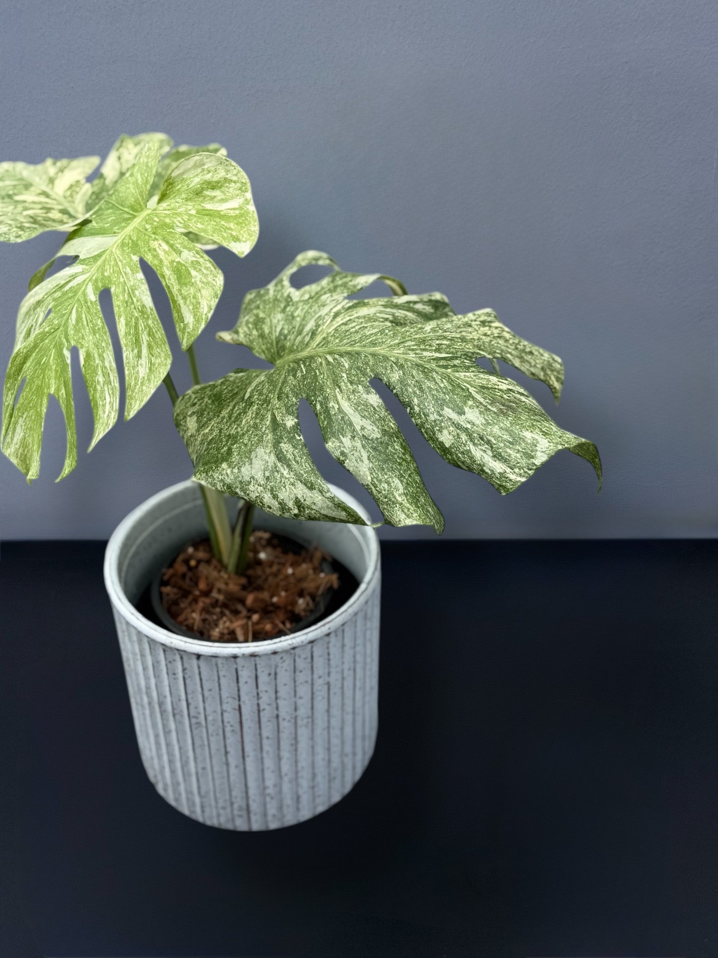 Monstera Deliciosa Legacy