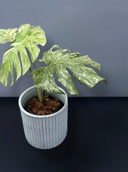 Monstera Deliciosa Legacy