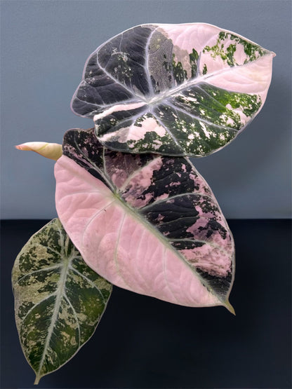 Alocasia Black Velvet Pink Variegated