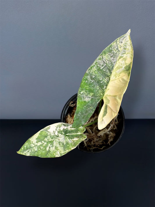 Alocasia Scabriuscula Albo Variegated