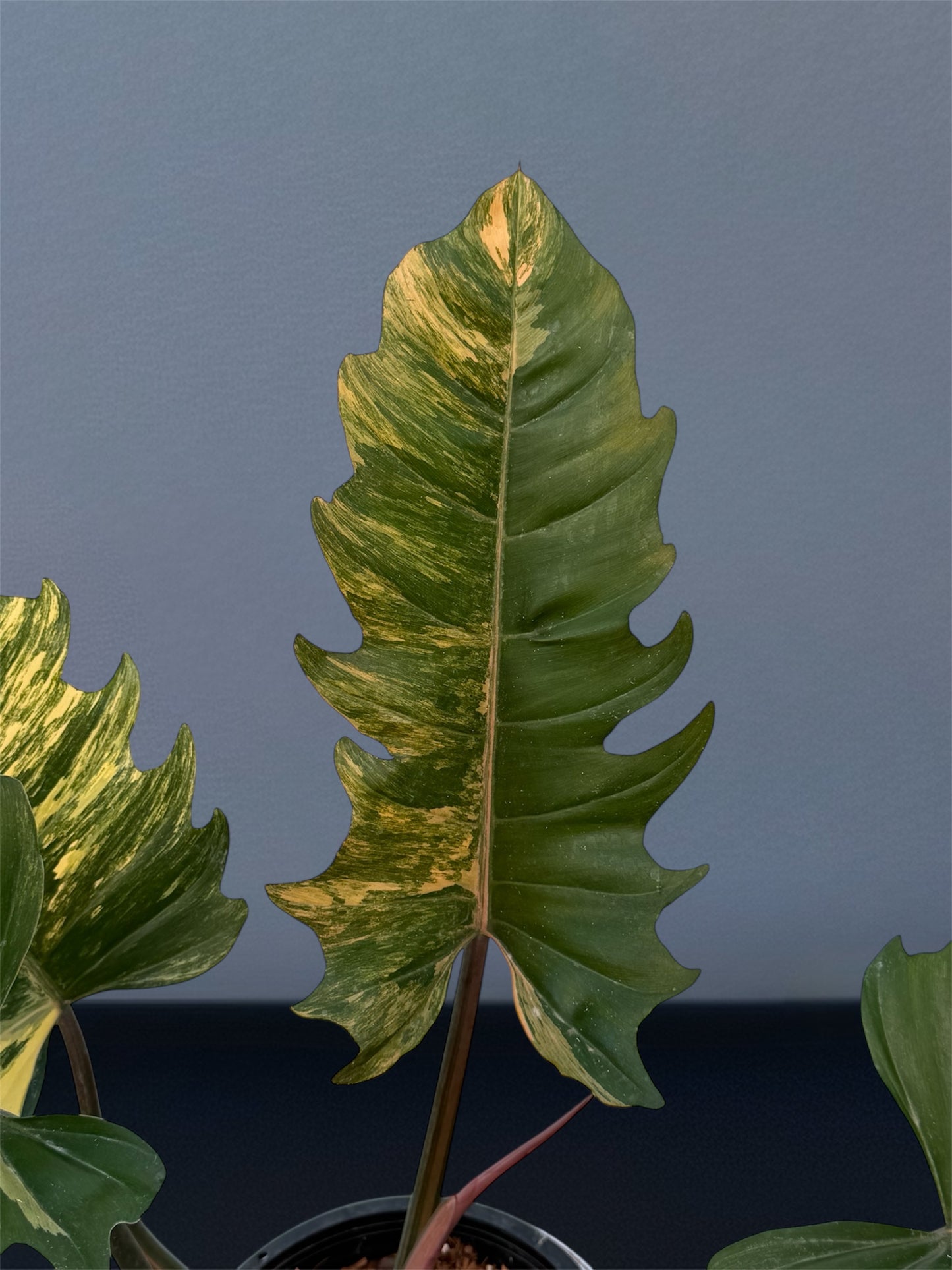 Philodendron Caramel Marble