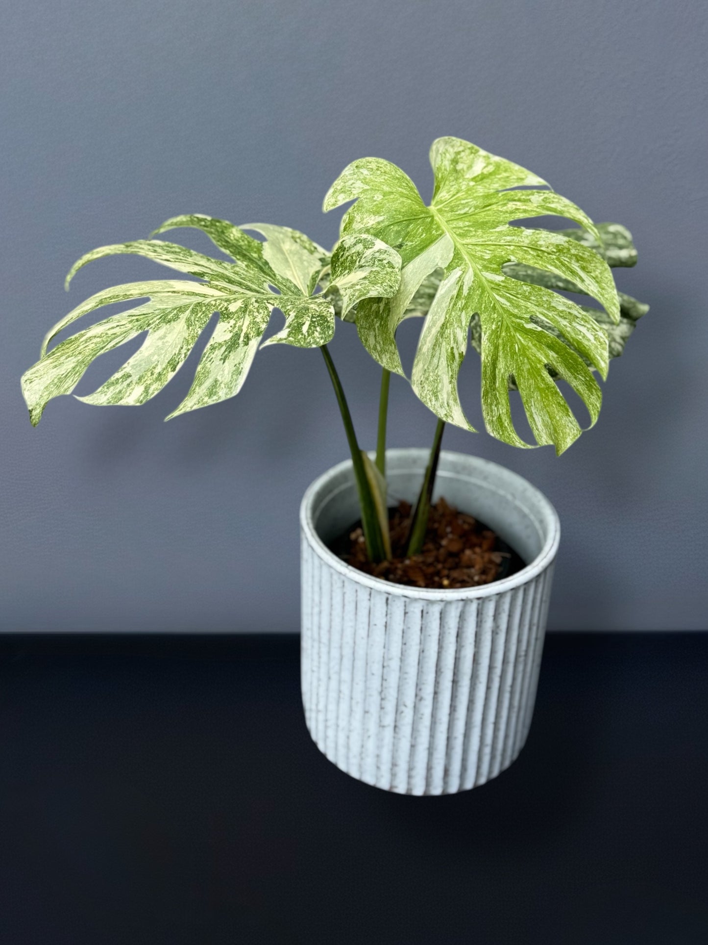 Monstera Deliciosa Legacy