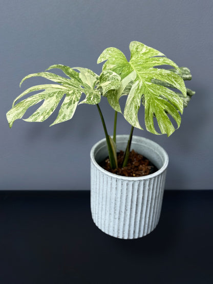 Monstera Deliciosa Legacy