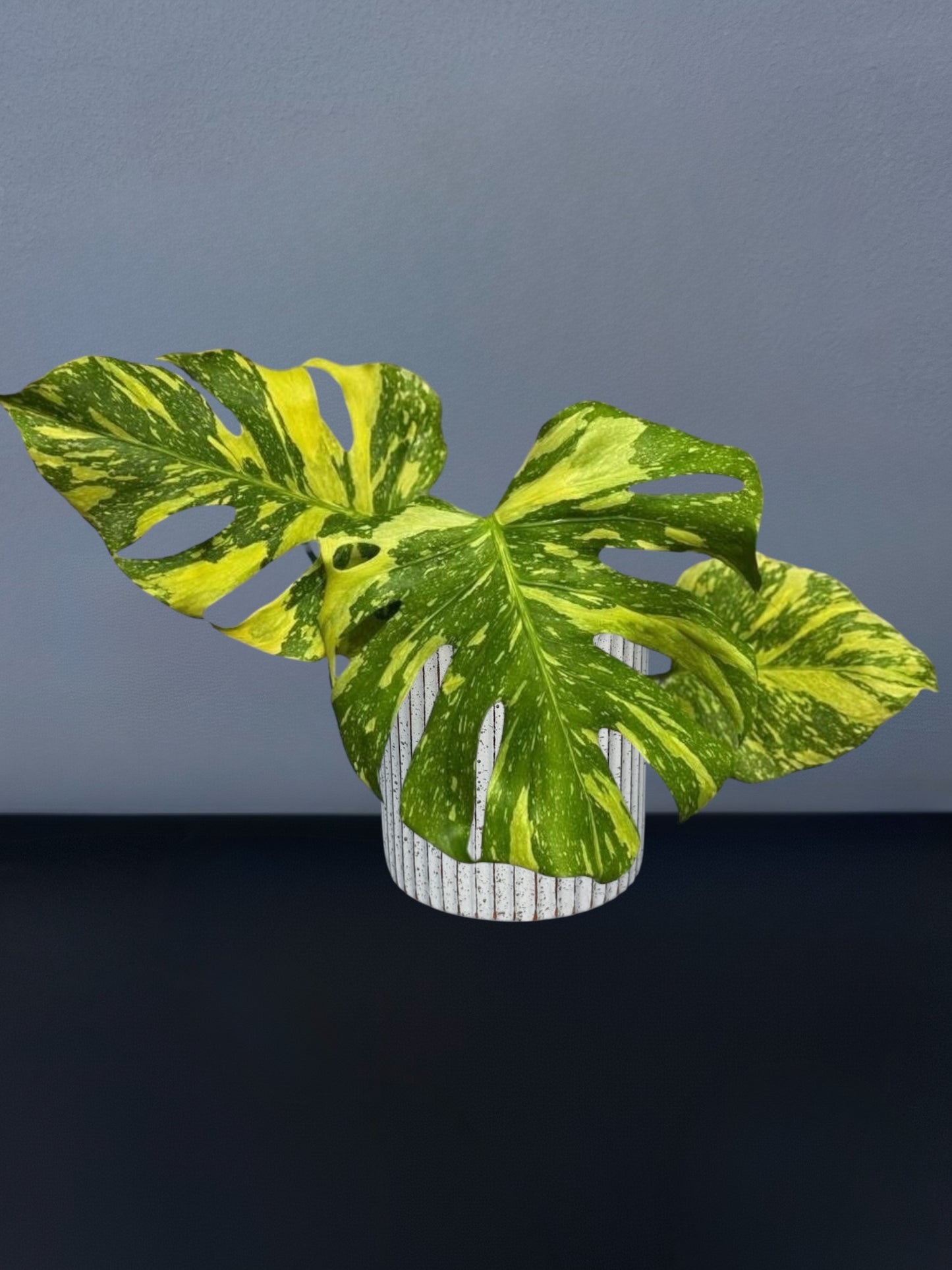 Monstera Electro Light Variegated