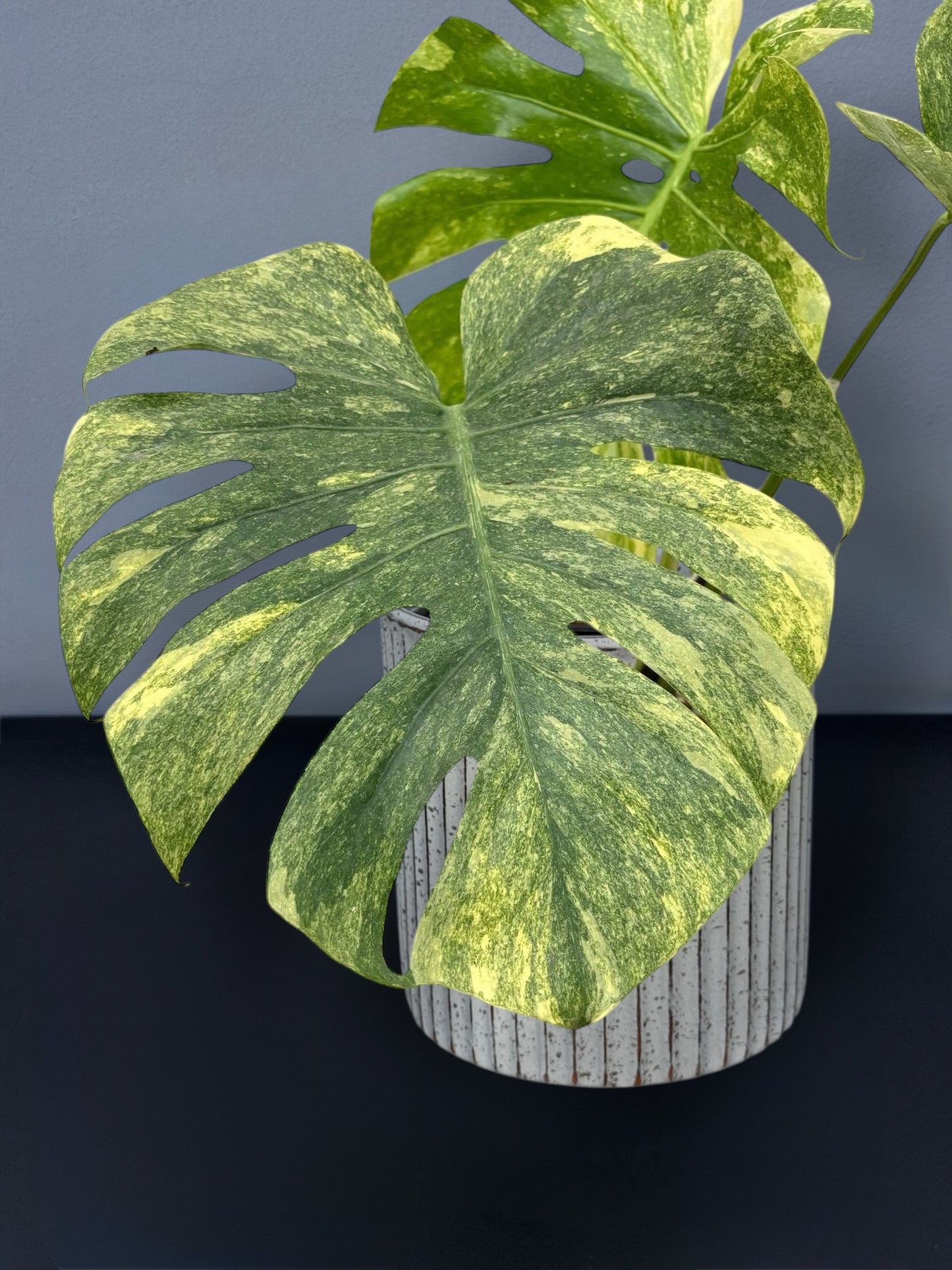 Monstera Deliciosa Green Snow Variegated