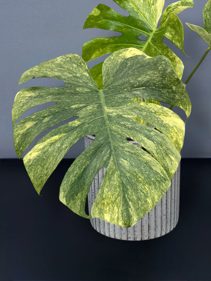 Monstera Deliciosa Green Snow Variegated