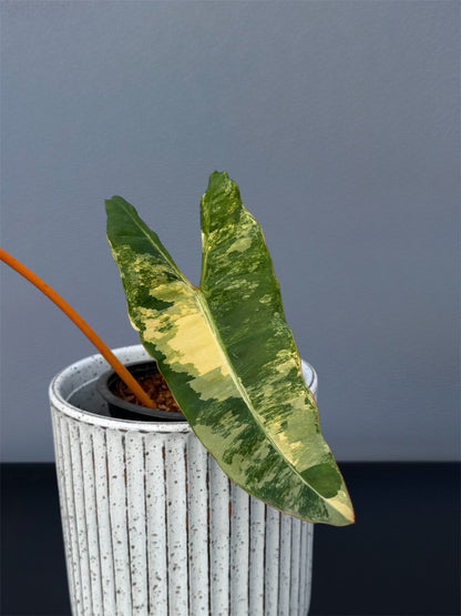 Philodendron Billietiae Variegated