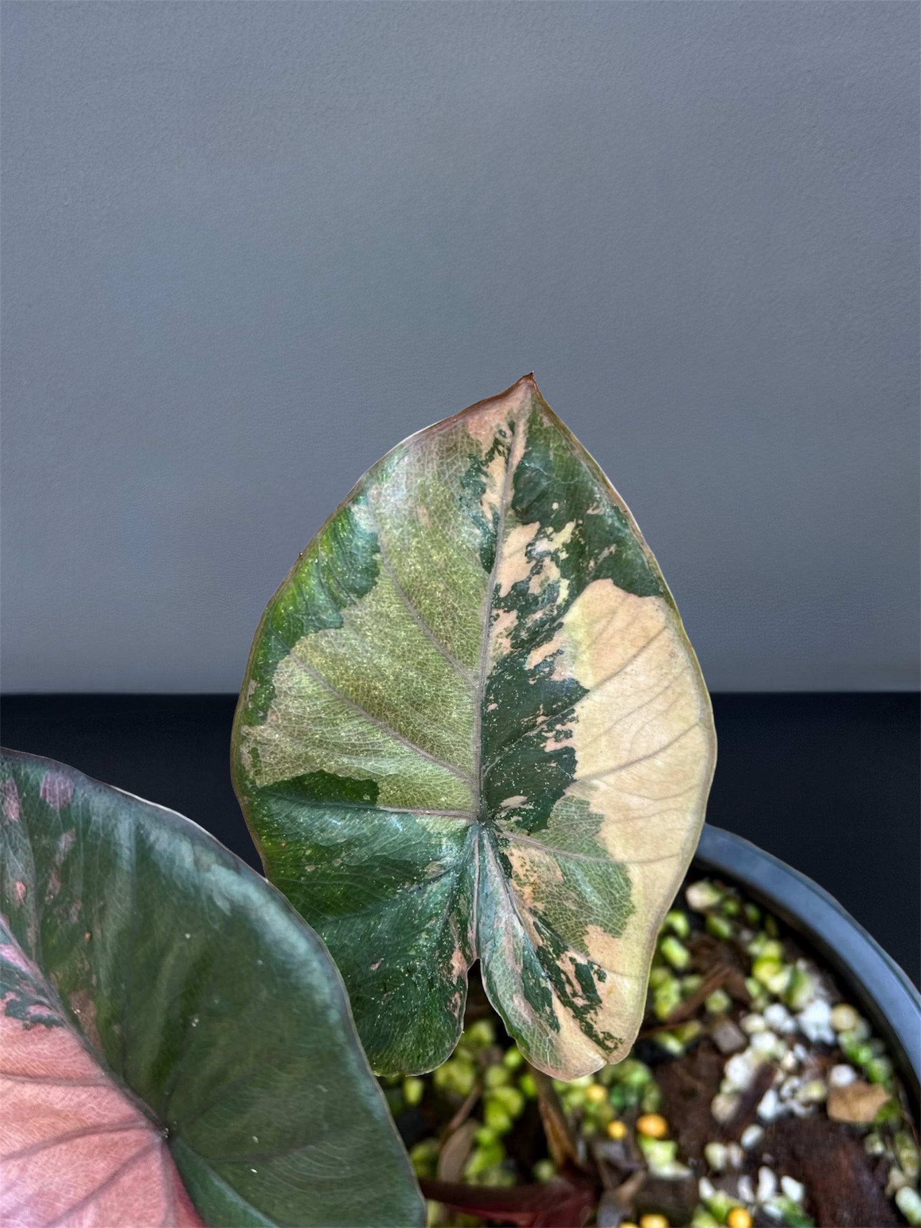 Alocasia Serendipity Pink Variegated – Siamplantes