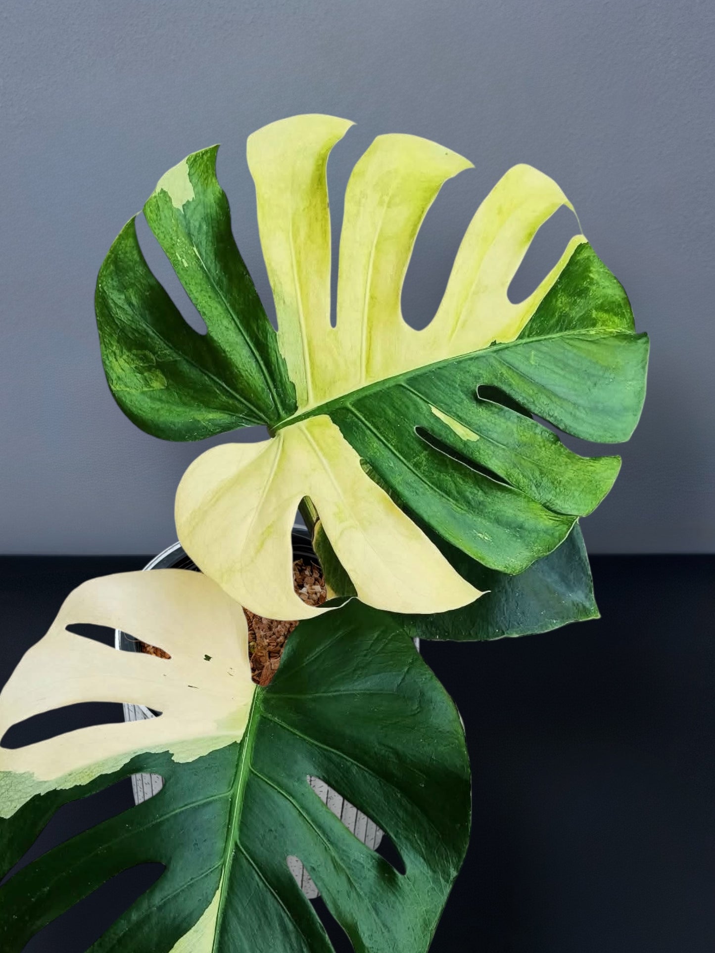 Monstera Deliciosa Fish Bone Variegated
