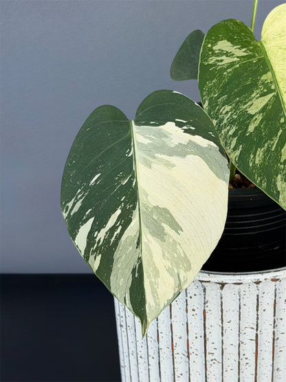 Monstera Jungle Mint