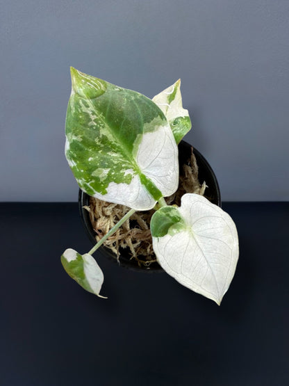 Alocasia Regal Shield Albo Variegated
