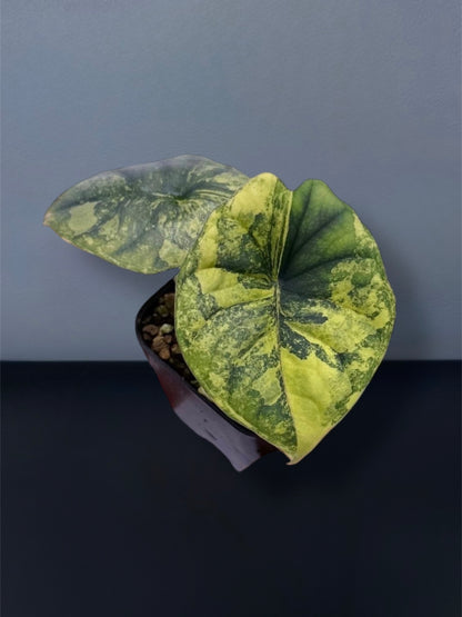 Alocasia Nebula Aurea Variegated