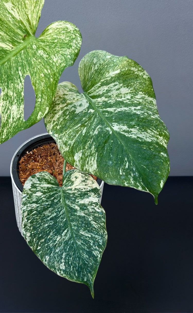 Monstera Silver Star Variegated
