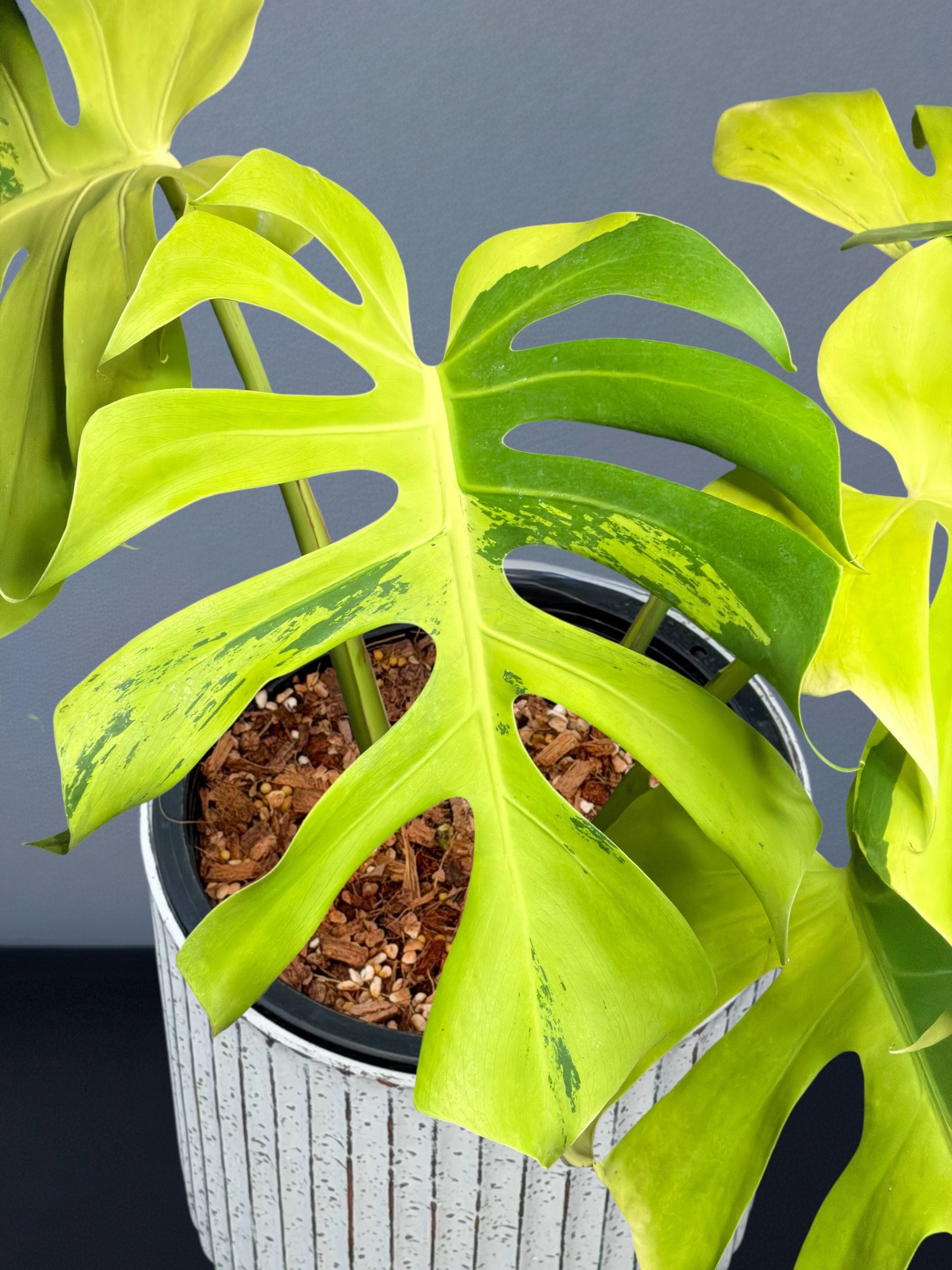 Monstera Deliciosa Light Lime Variegated – Siamplantes