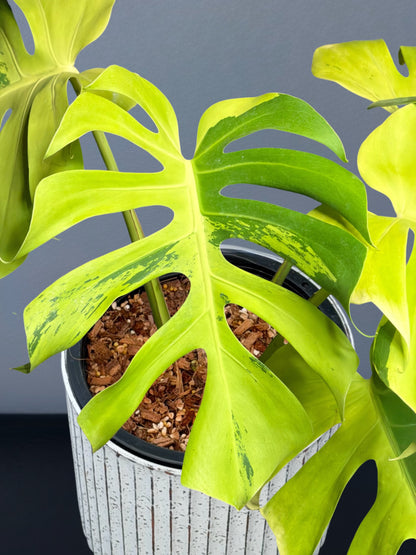 Monstera Deliciosa Light Lime Variegated